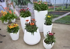 De Sunseekers serie van All Plant  zijn hun Echinacea in 6 verschillende kleuren.